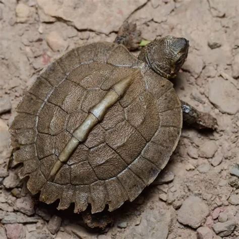 山龜|巨型山龜 Giant Asian Pond turtle